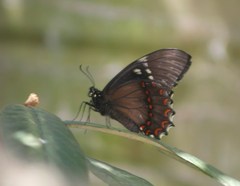 Papilio menatius victorinus