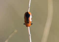 Anomoea nitidicollis