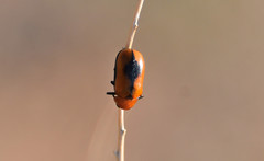 Anomoea nitidicollis