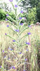 Echium vulgare