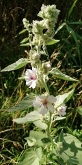 Althaea officinalis