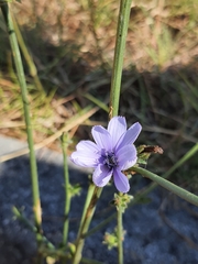 Cichorium intybus