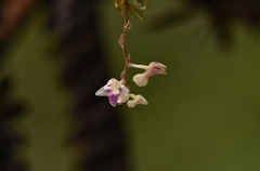 Podochilus microphyllus