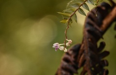 Podochilus microphyllus