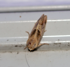 Plagiomimicus pityochromus