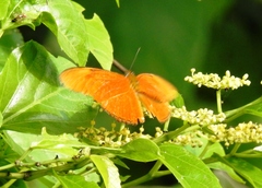 Dryas