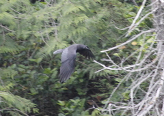 Corvus brachyrhynchos caurinus
