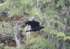 Corvus brachyrhynchos caurinus