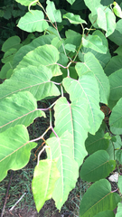 Reynoutria sachalinensis