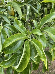 Casimiroa