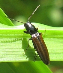 Oestodes tenuicollis