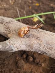 Ophiocordyceps sobolifera