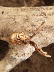 Ophiocordyceps sobolifera