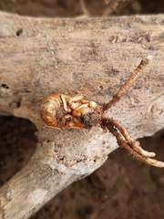 Ophiocordyceps sobolifera