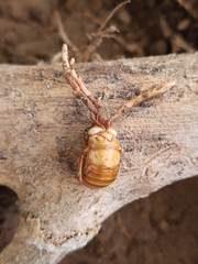 Ophiocordyceps sobolifera