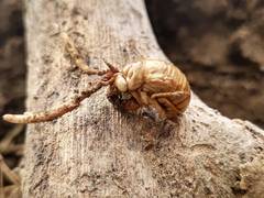 Ophiocordyceps sobolifera