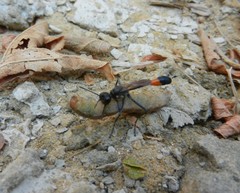 Ammophila