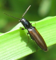 Oestodes tenuicollis