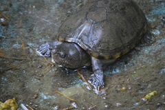 Kinosternon herrerai