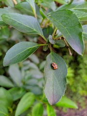 Harmonia axyridis