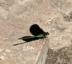 Calopteryx maculata