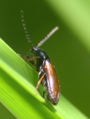 Oestodes tenuicollis
