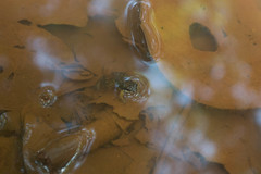 Minervarya gomantaki