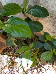 Petiveria alliacea
