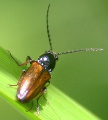 Oestodes tenuicollis