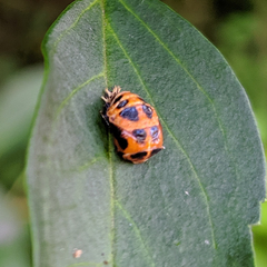 Harmonia axyridis