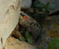 Ammophila
