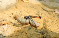 Ammophila