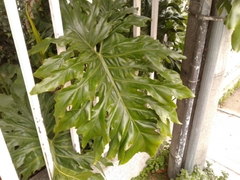 Philodendreae