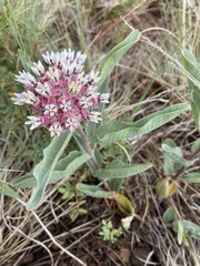Asclepias hallii