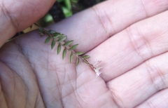 Podochilus microphyllus
