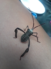 Acanthocephala declivis