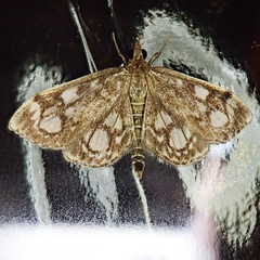 Anania coronata