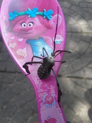 Acanthocephala declivis