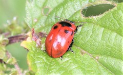 Gonioctena viminalis