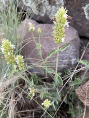 Agastache pallidiflora