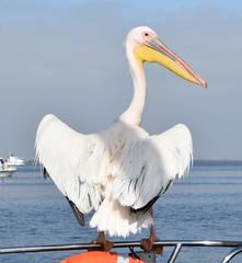 Pelecanus onocrotalus