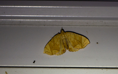 Eulithis diversilineata