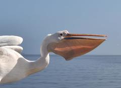 Pelecanus onocrotalus