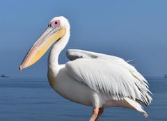 Pelecanus onocrotalus