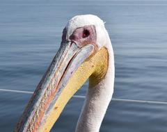 Pelecanus onocrotalus