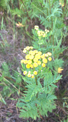 Tanacetum vulgare