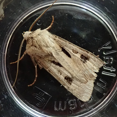 Agrotis exclamationis