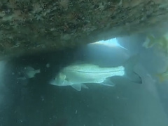 Centropomus parallelus