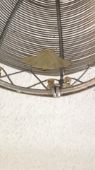 Ourapteryx sambucaria