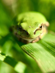 Hyla japonica